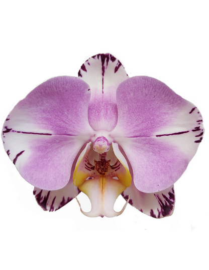 Phalaenopsis Sonia Ø12