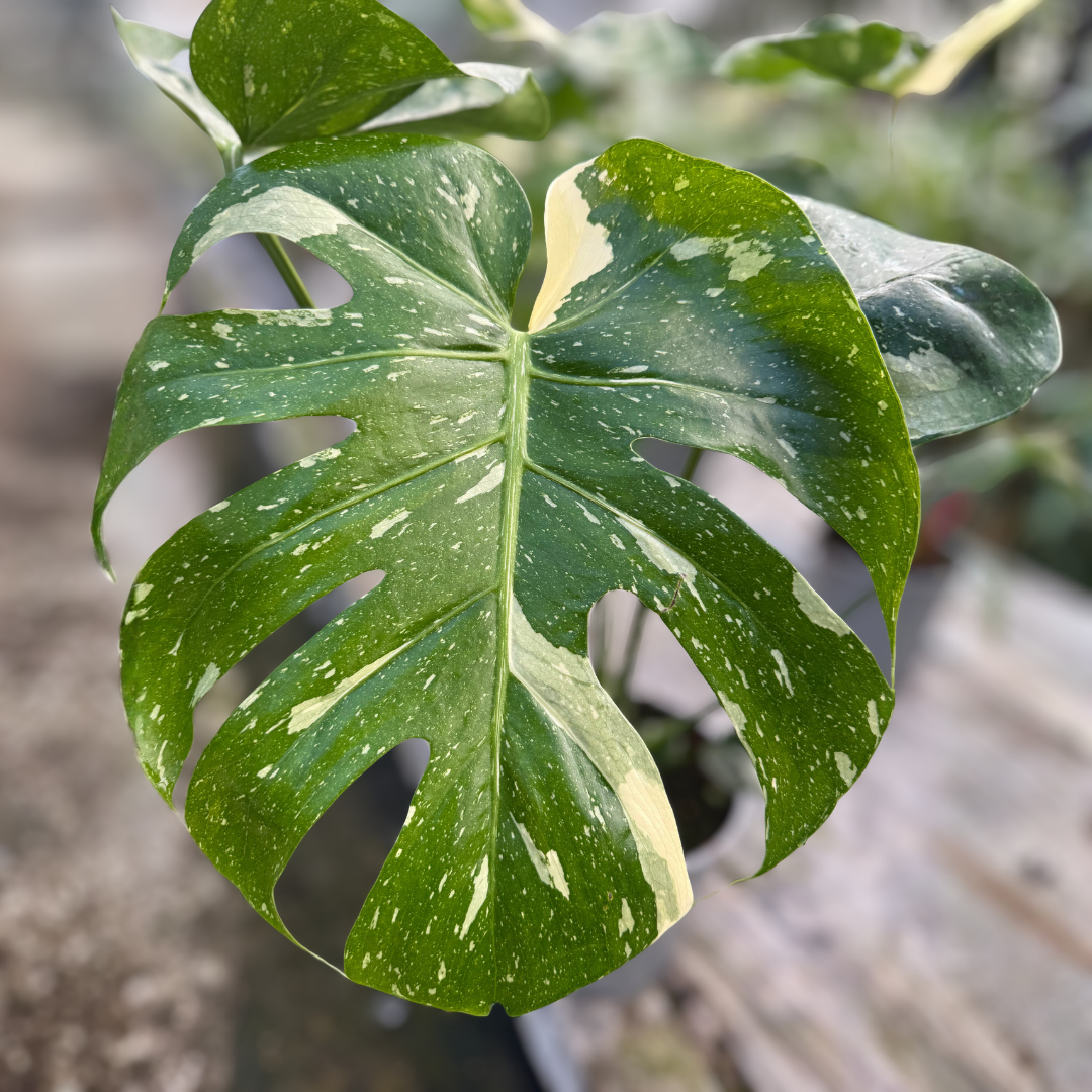 Monstera Thai Constellation