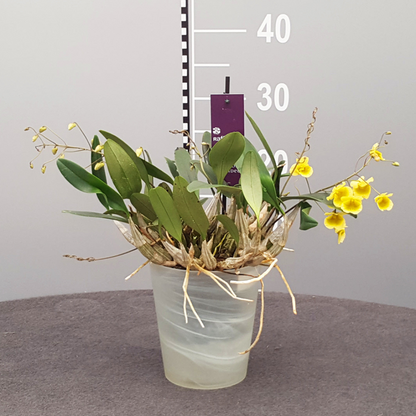 Dendrobium Aggregatum