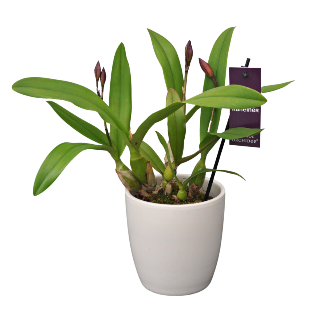 Cattleya Julia Beit