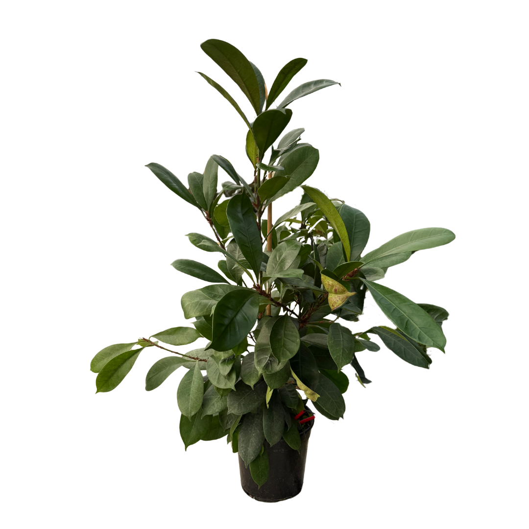 Ficus Cyathistipula