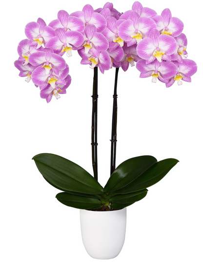 Phalaenopsis Sunca Split