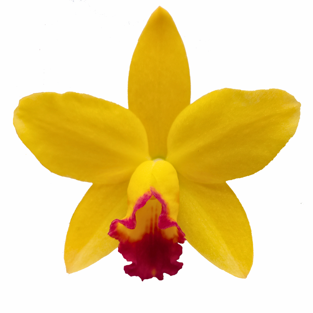 Cattleya Yvonne