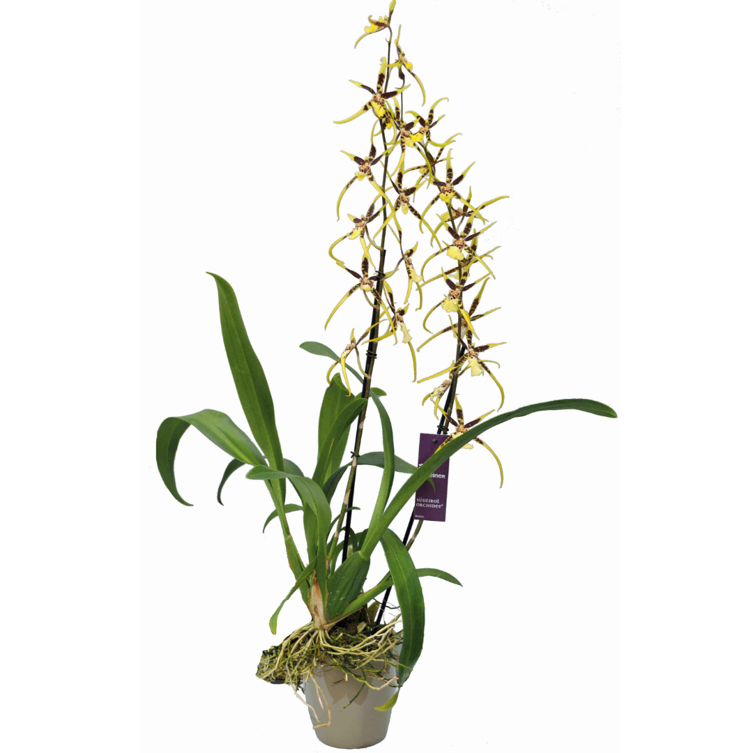 Brassia Flormat