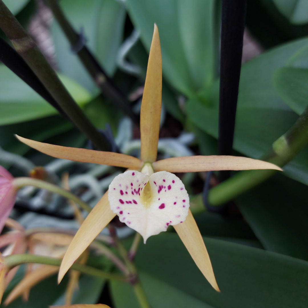 Cattleya Yellow Bird