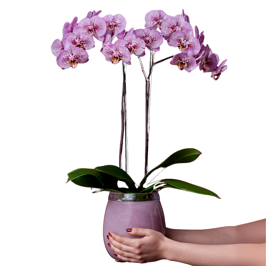 Phalaenopsis Andorra Ø12