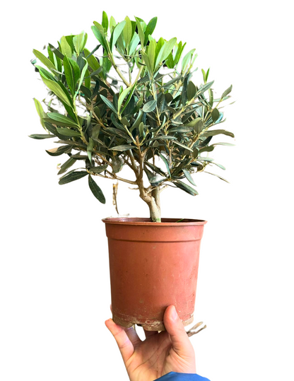 Olivo Bonsai
