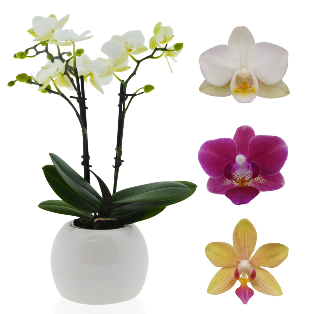 Micro Phalaenopsis con Vaso Ceramica