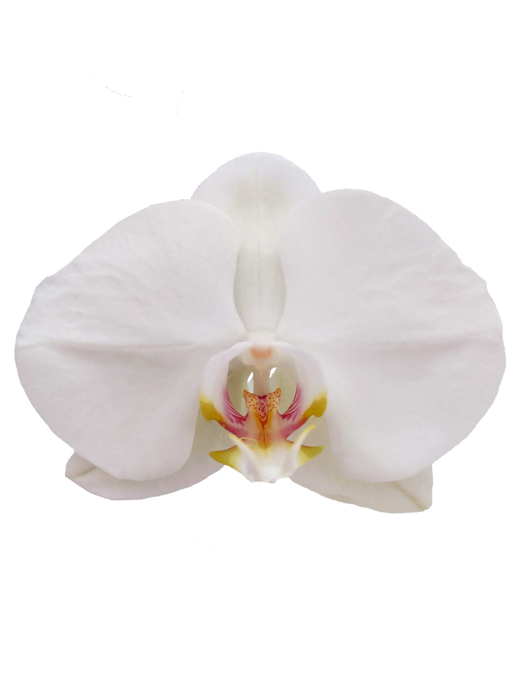 Phalaenopsis Springtime Ø12