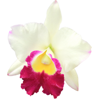 Cattleya Ute