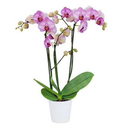 Phalaenopsis Gallery Play Ø12