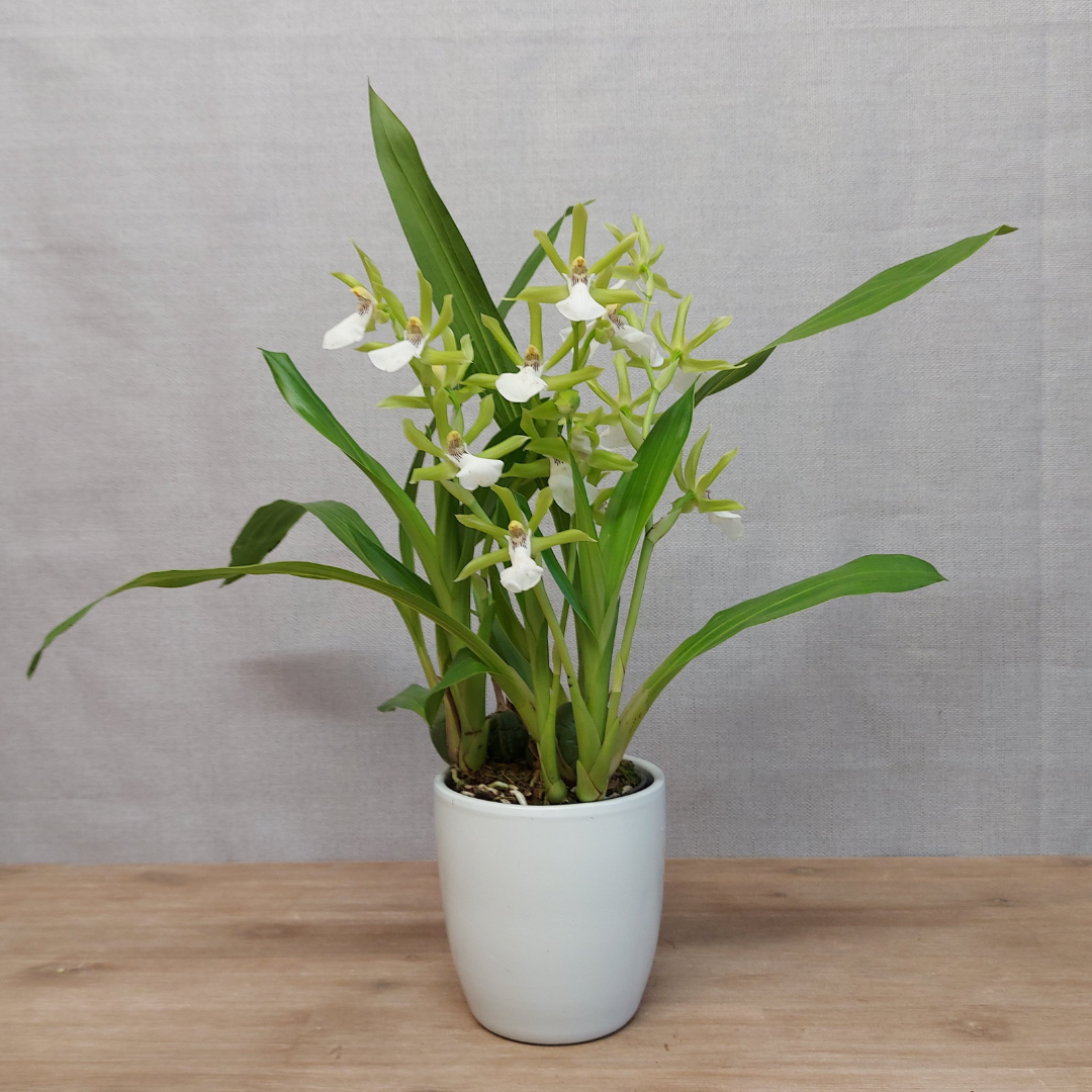 Zygopetalum Beate