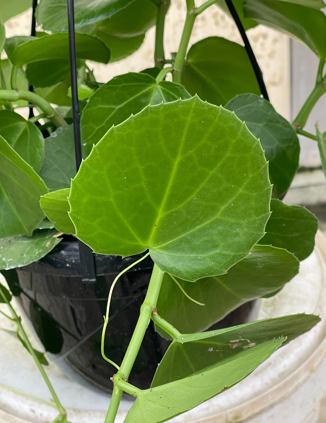 Cissus Rotundifolia