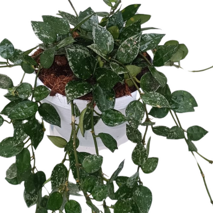 Hoya Tricolor Basket Ø14