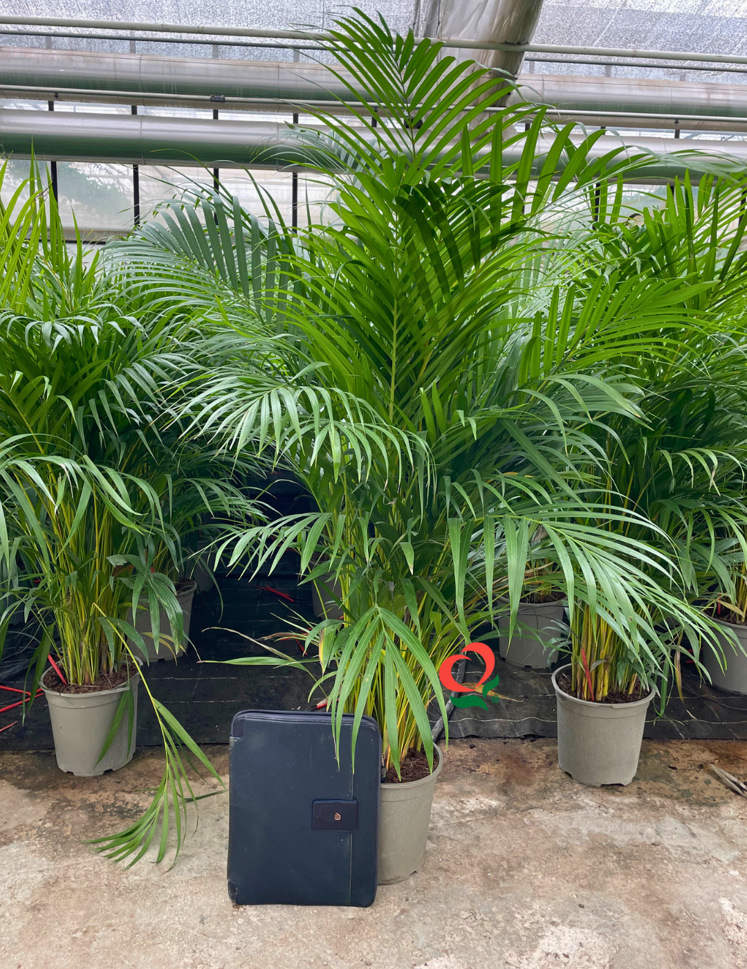 Areca Lutescens