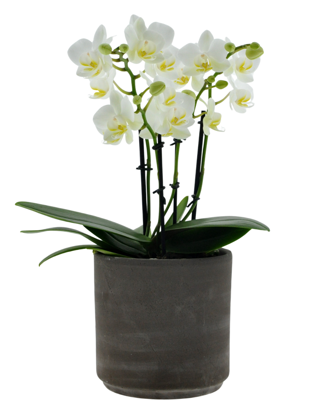 Phalaenopsis Florion Ø9