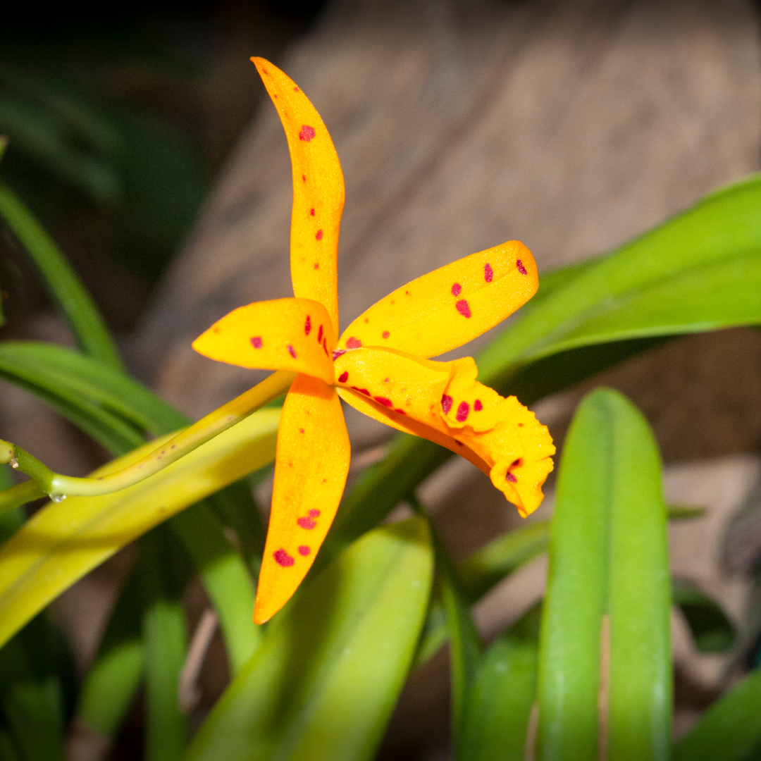 Cattleya Aurantica