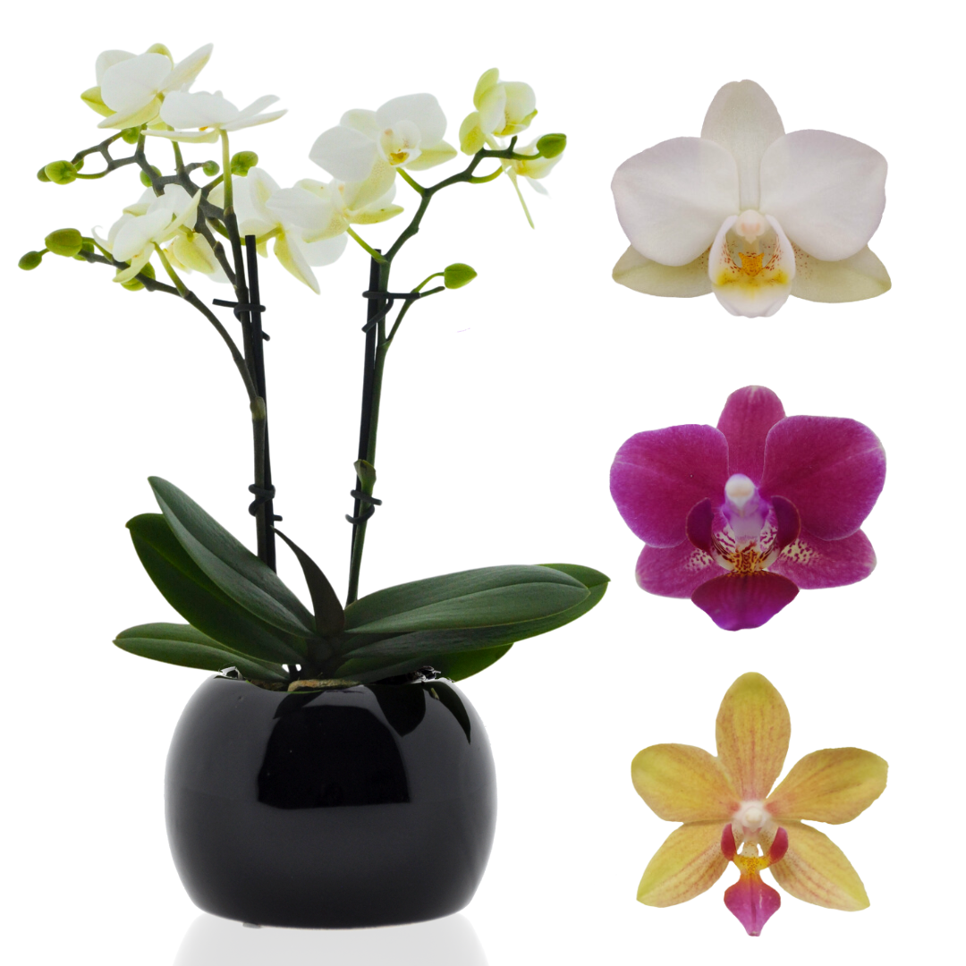 Micro Phalaenopsis con Vaso Ceramica