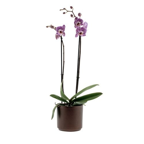 Phalaenopsis Impulsive Ø12