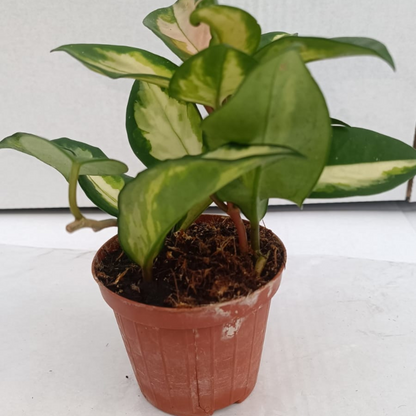 Hoya Carnosa Tricolor Ø9