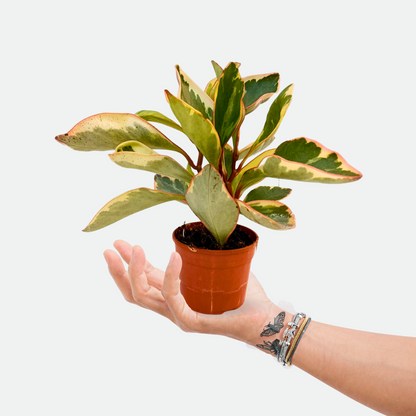 Peperomia Ginny
