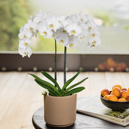 Phalaenopsis Leeds Ø12