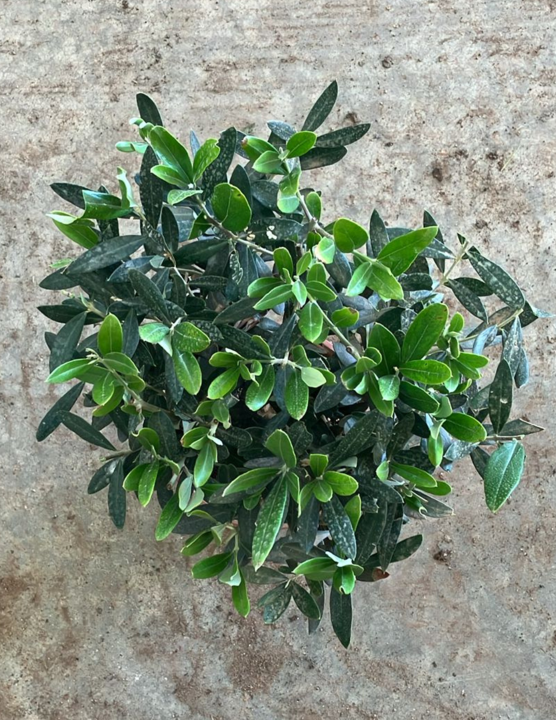 Olivo Bonsai