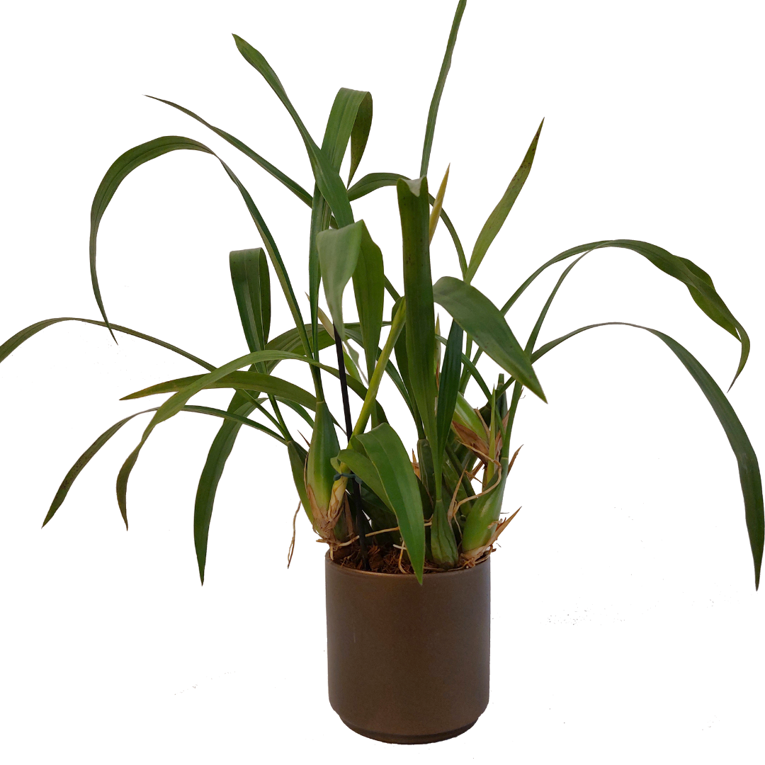 Coelogyne Cristata