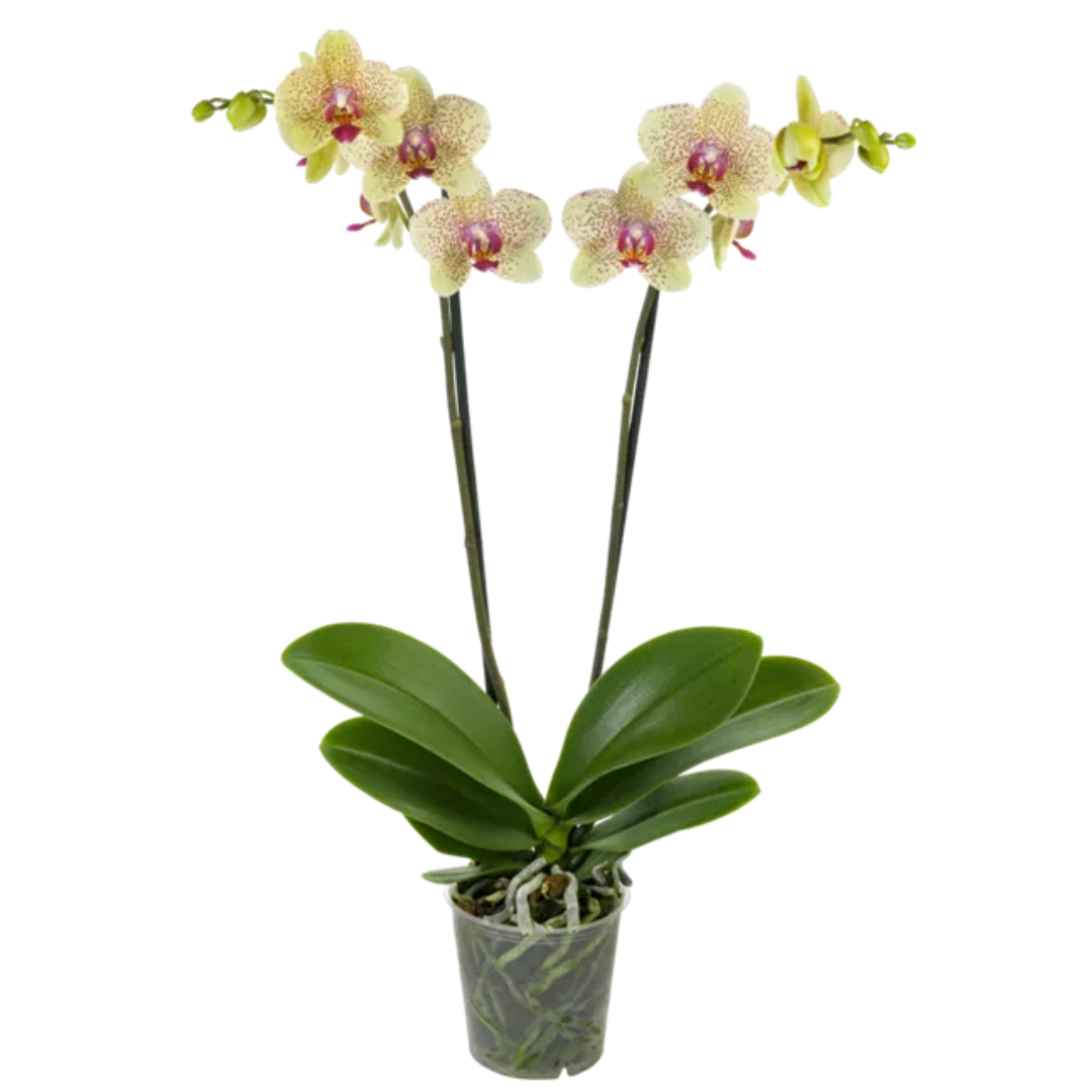 Phalaenopsis Florida Sun Ø12