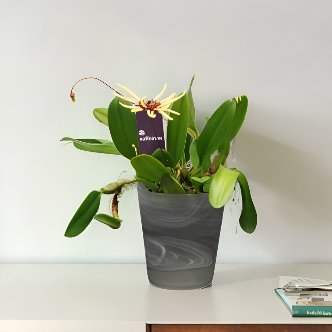 Bulbophyllum Makoyanum
