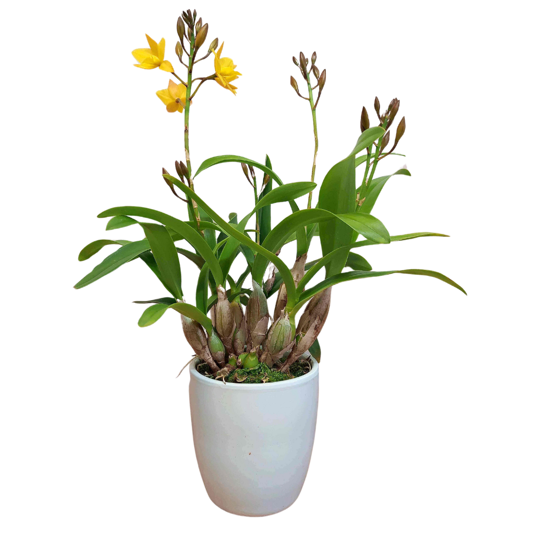 Cattleya Dora
