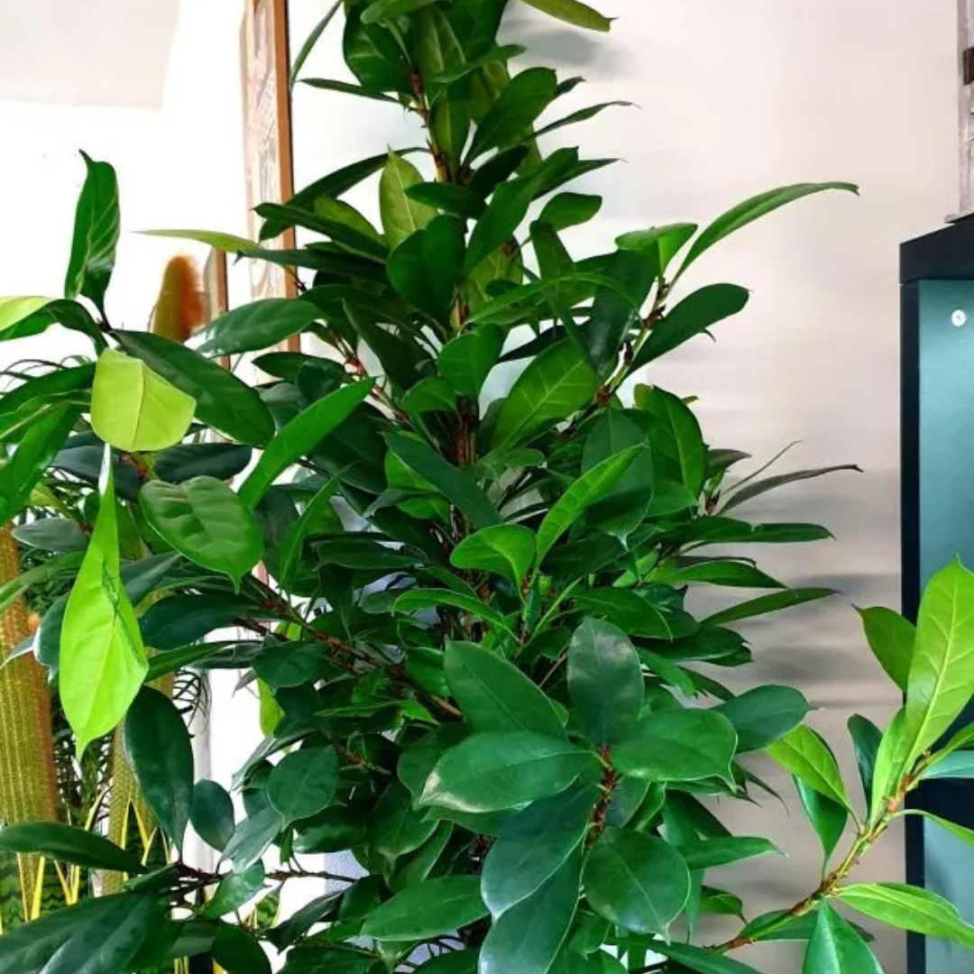 Ficus Cyathistipula