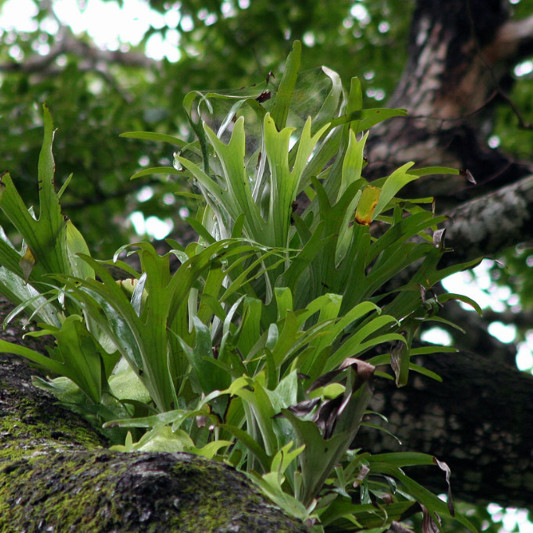 Platycerium Alcicorne