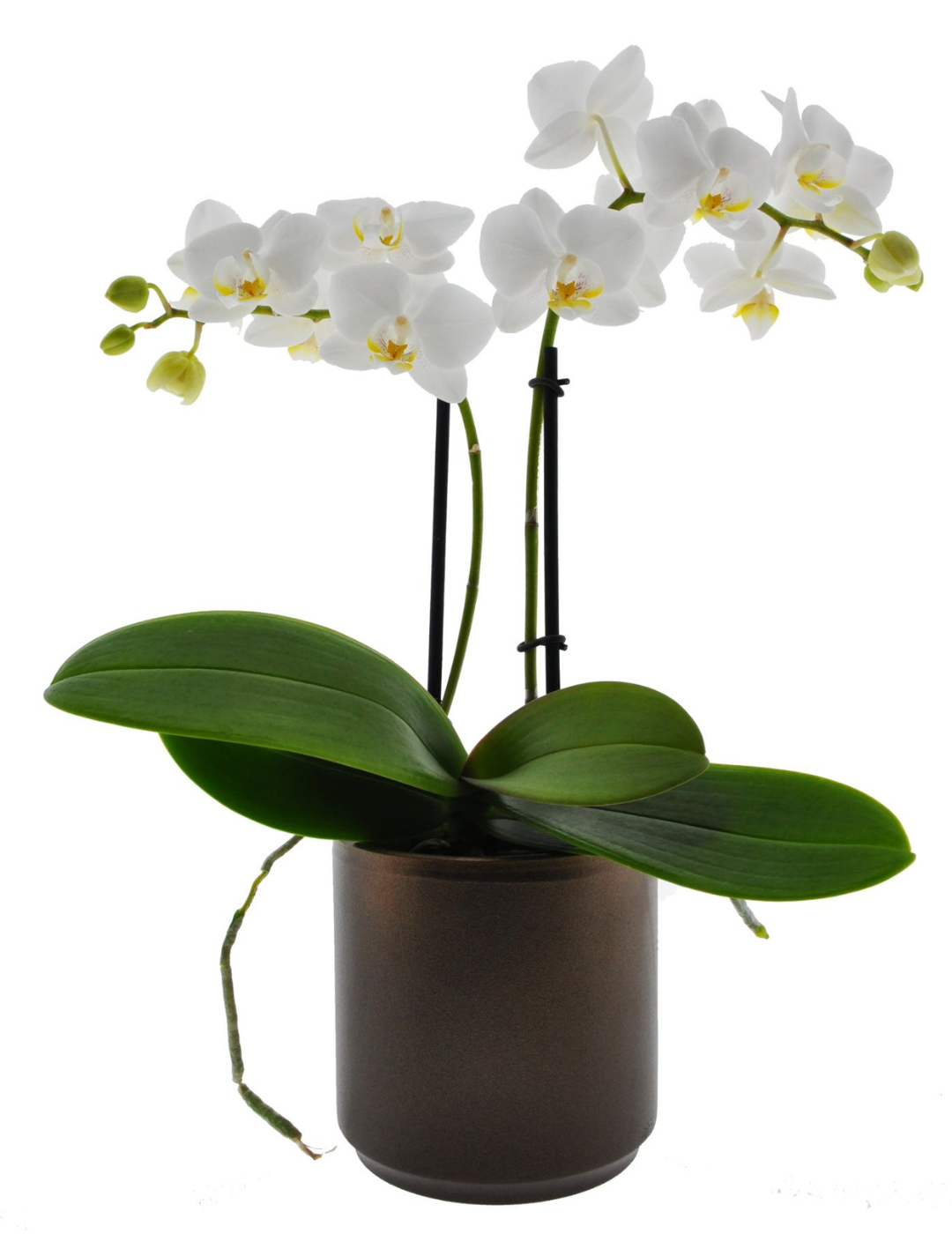 Phalaenopsis Catia Ø9