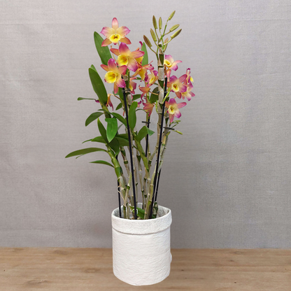 Dendrobium Oriental Smile