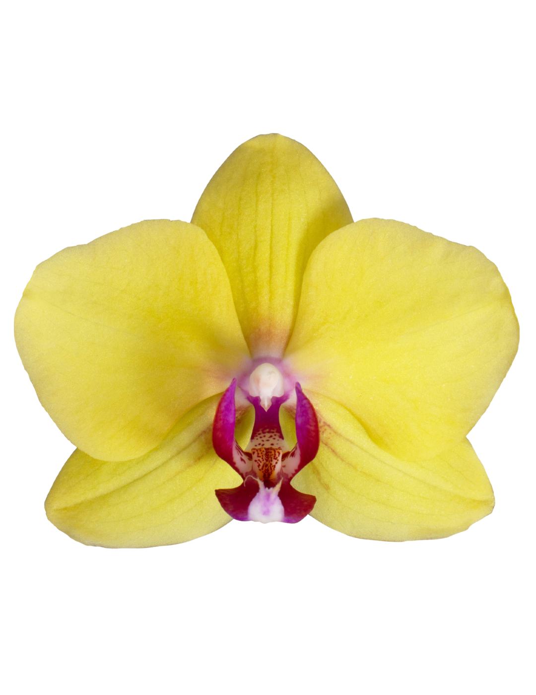 Phalaenopsis Modena Ø12