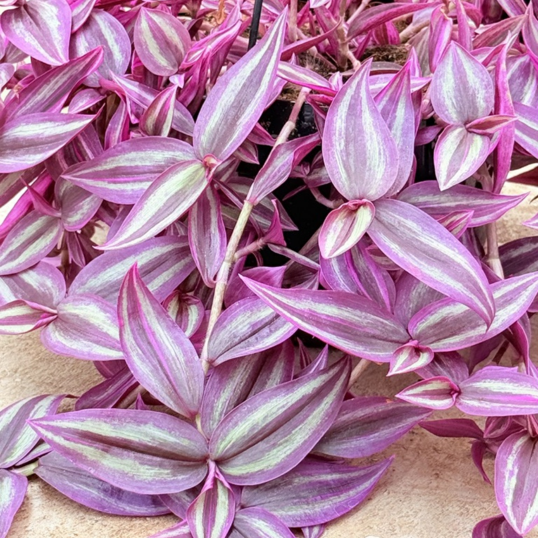 Tradescantia PINK PARADISE Baschet20