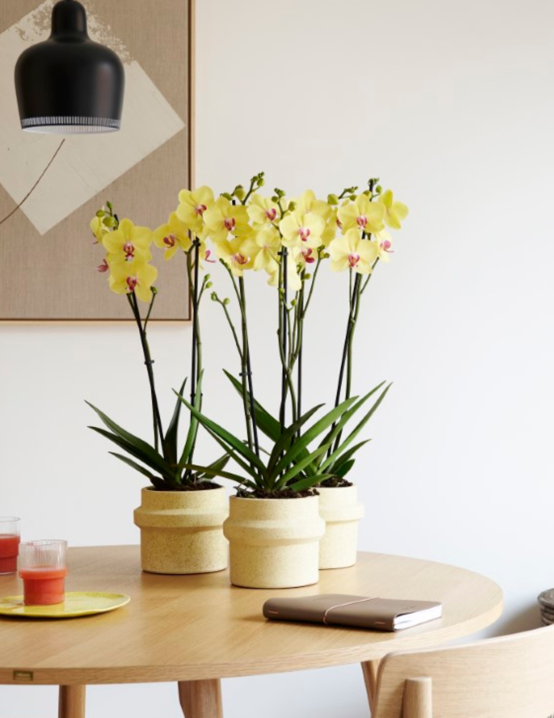 Phalaenopsis Giorgia Ø12