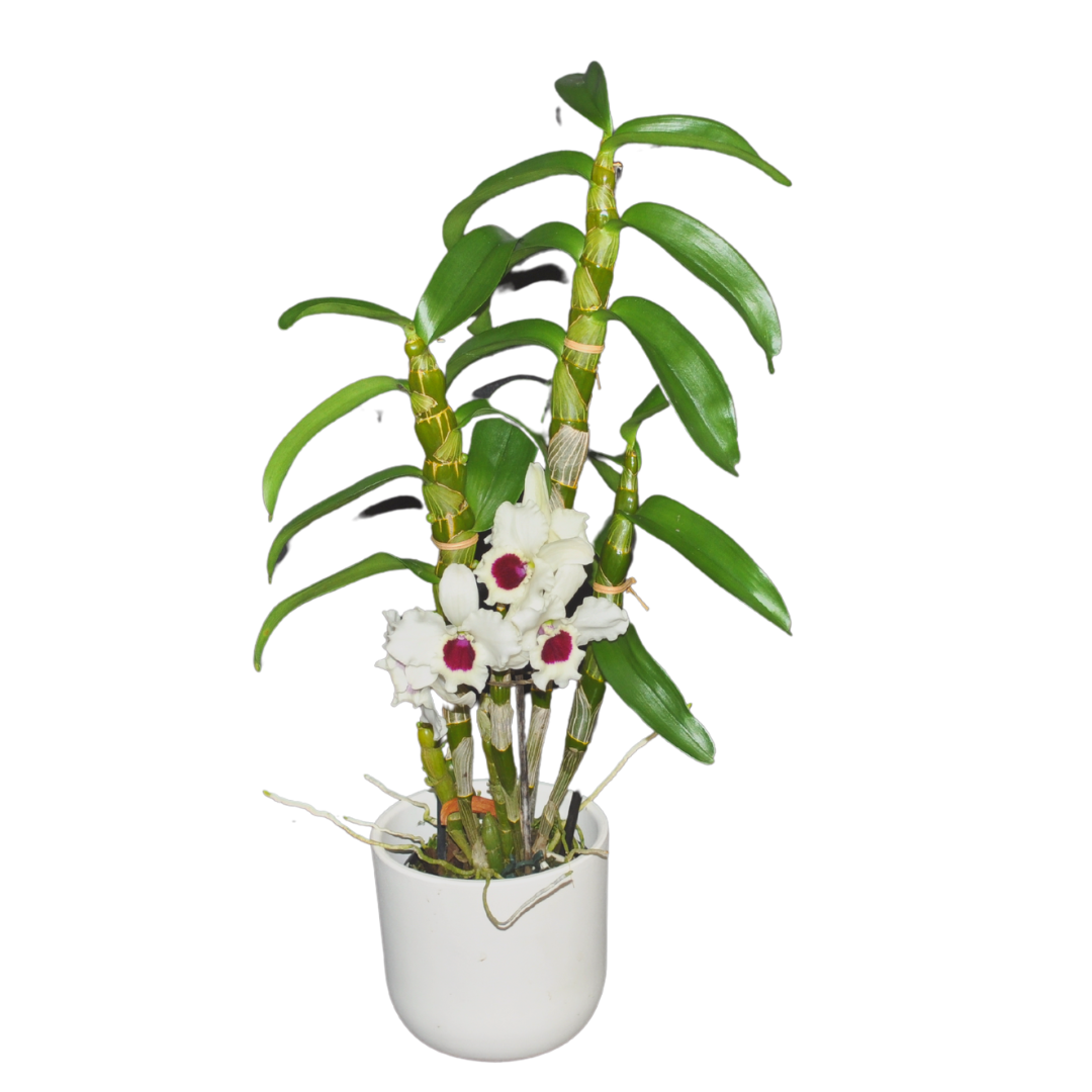 Dendrobium Diamond