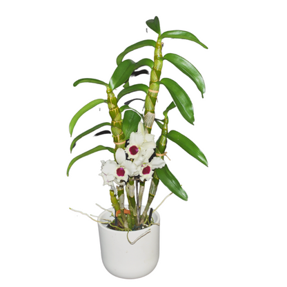 Dendrobium Diamond