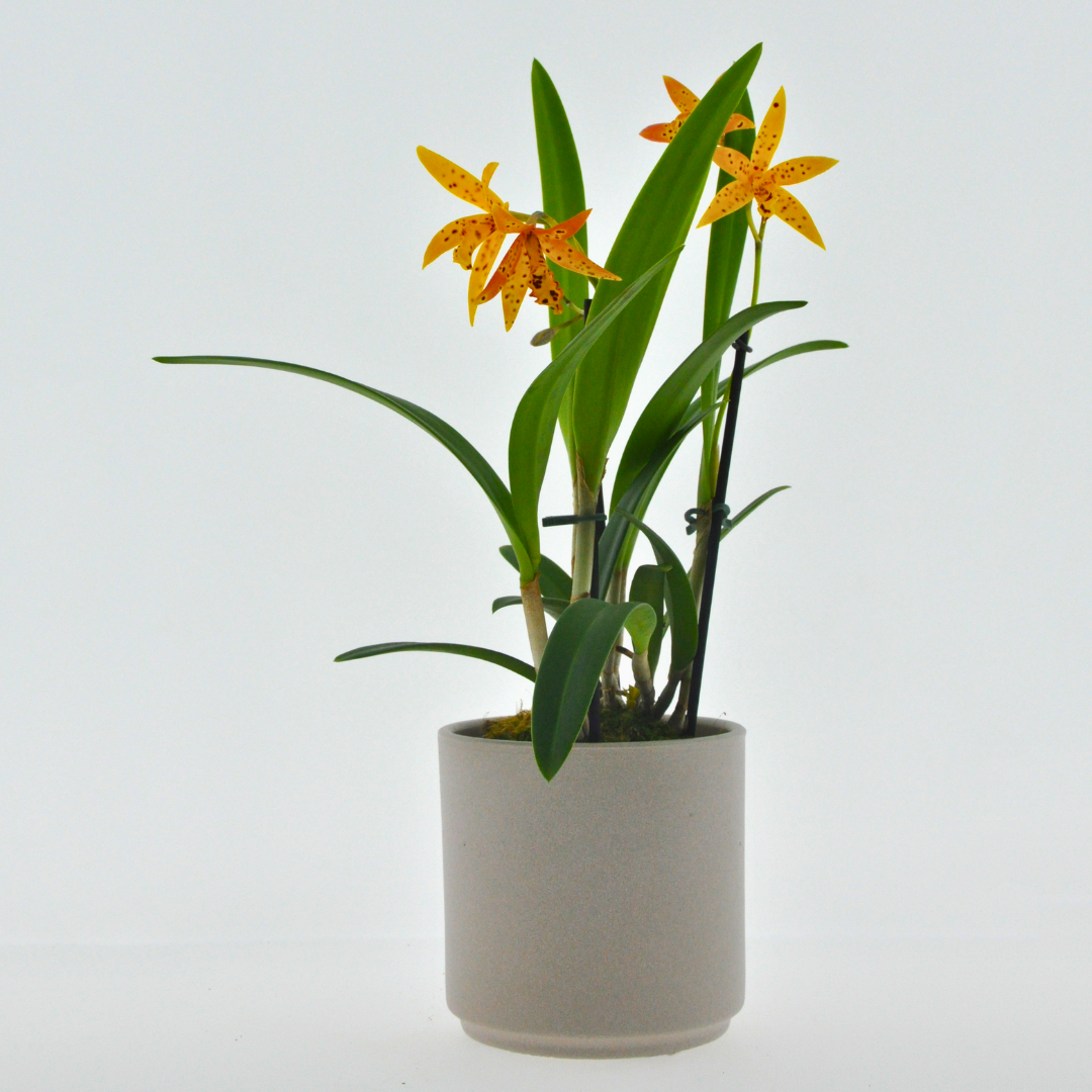 Cattleya Aurantica
