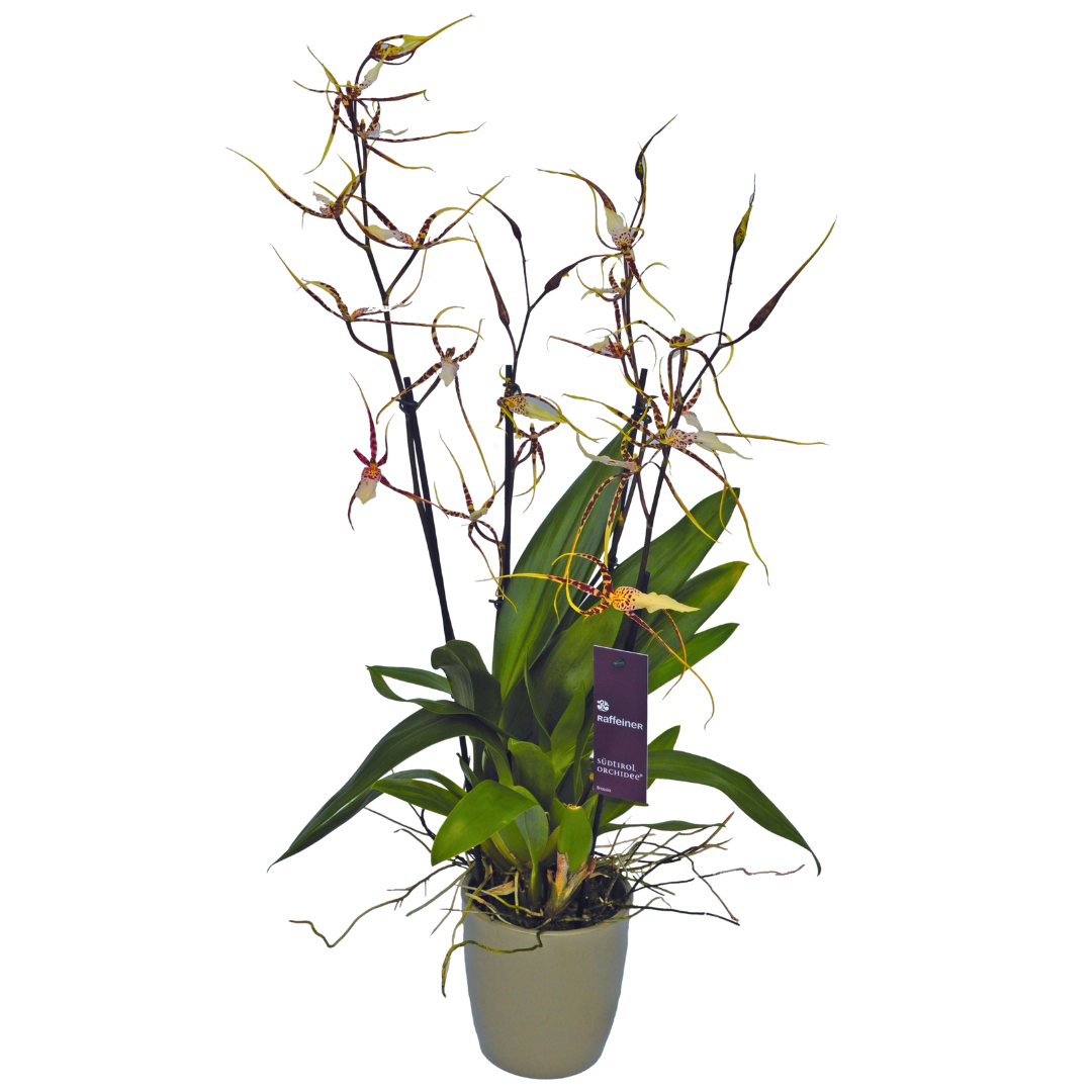 Brassia Flormat