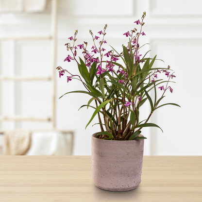 Dendrobium Kingianum Splash