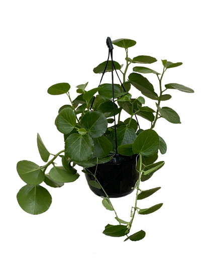 Cissus Rotundifolia