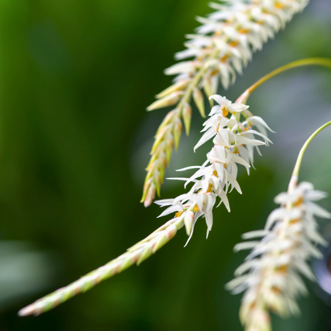 Dendrochilum Glumaceum