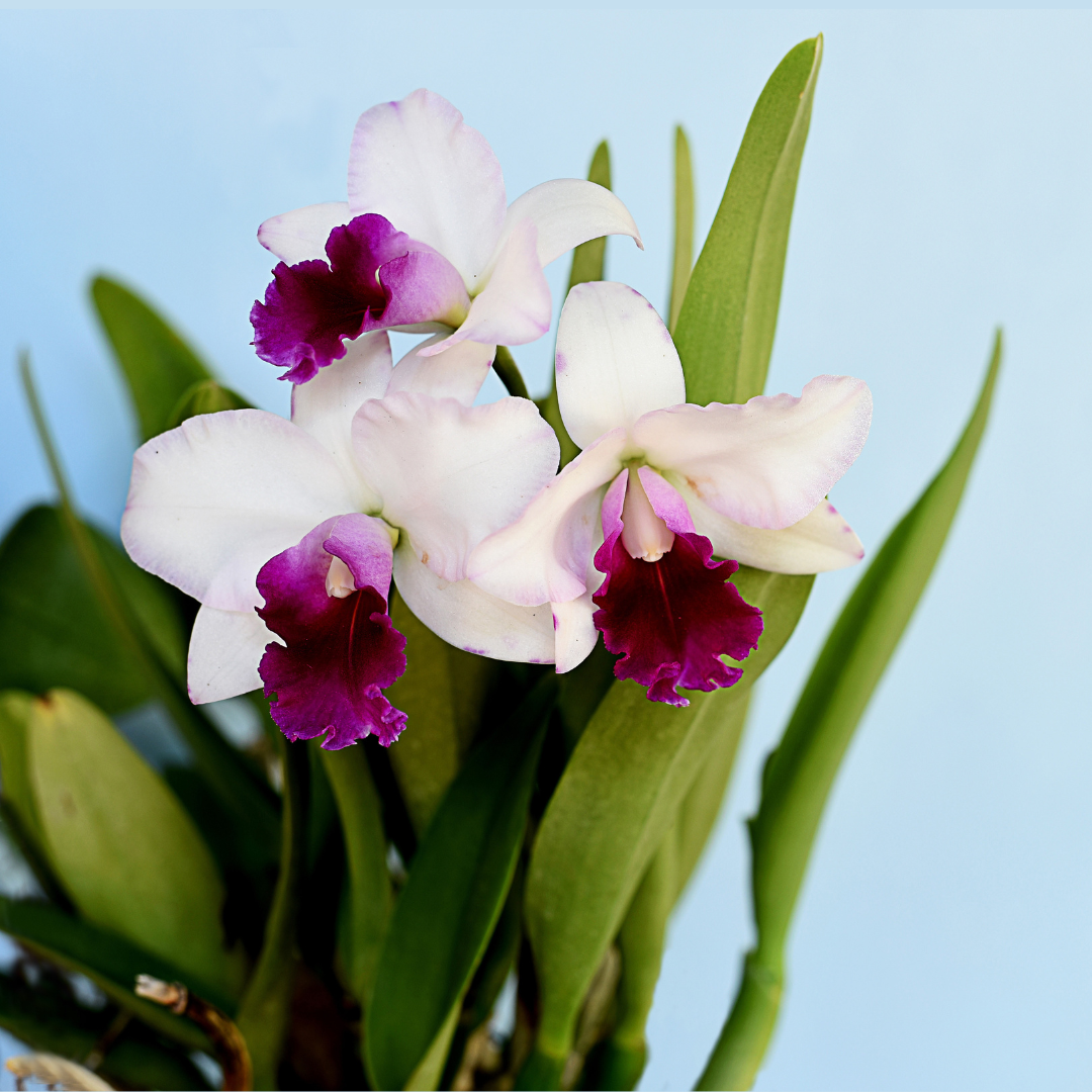 Cattleya Ute
