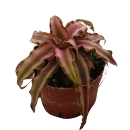 Cryptanthus Bivittatus