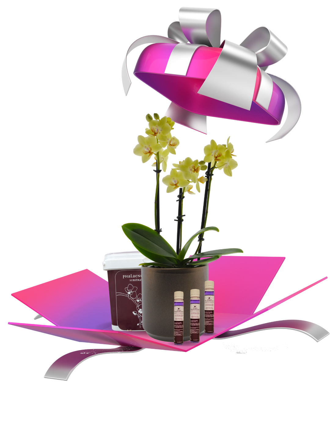 Mystery Box Phalaenopsis