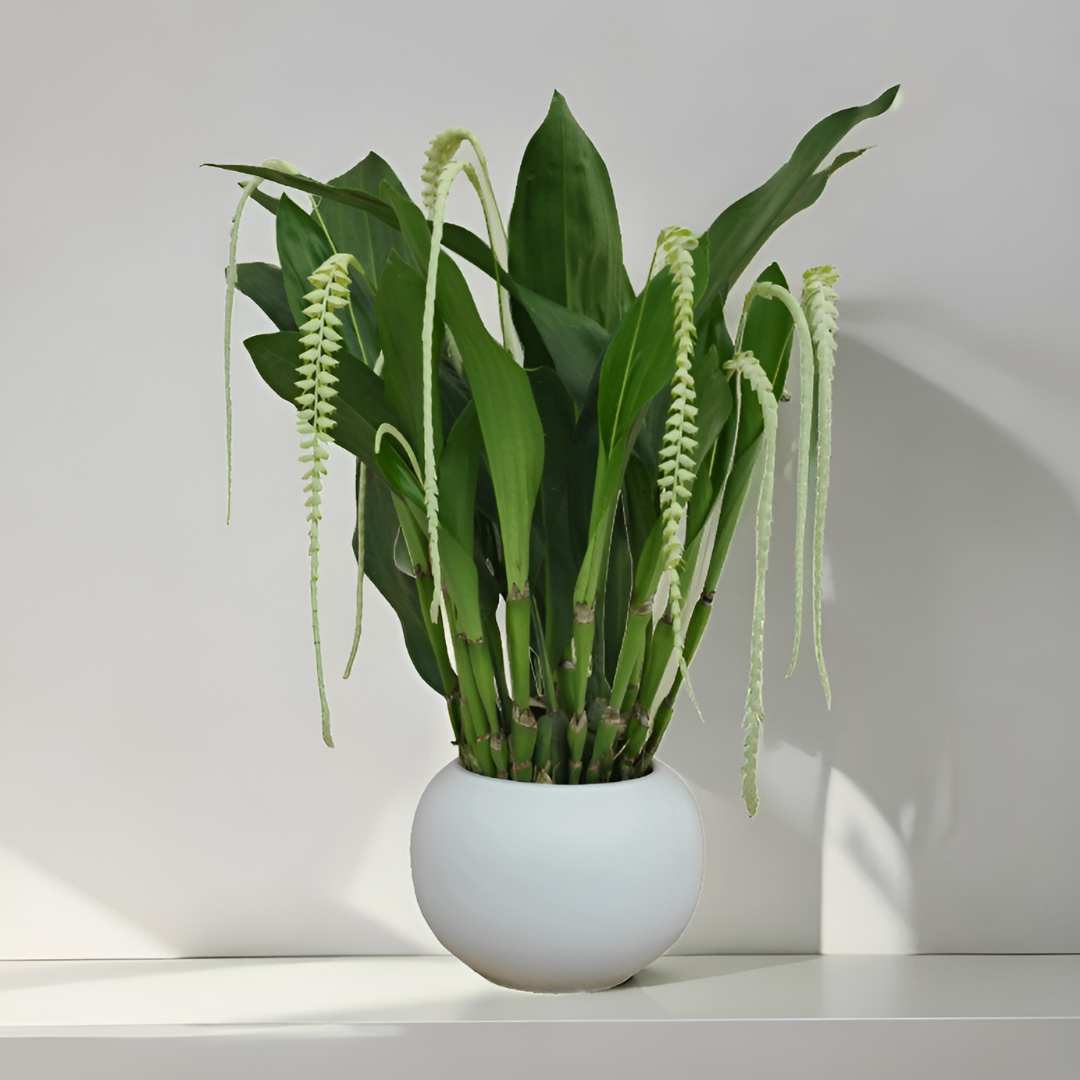 Dendrochilum Magnum
