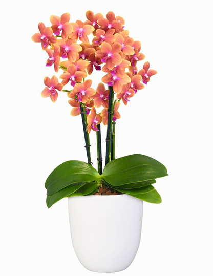 Phalaenopsis Bolgheri Ø9